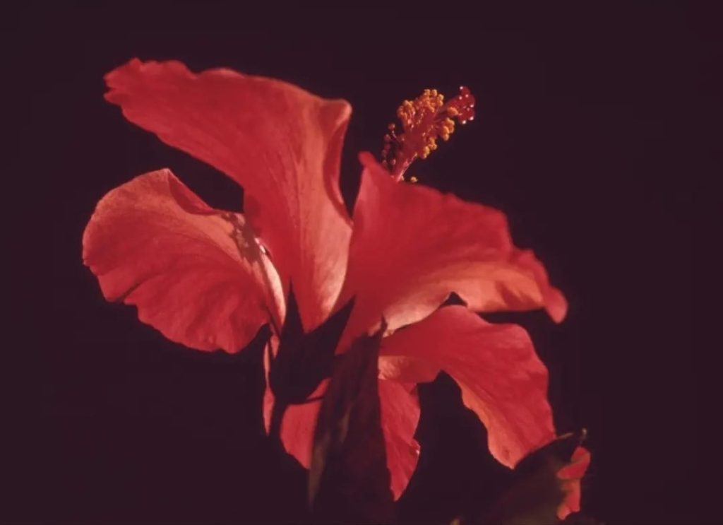 red hibiscus closeup